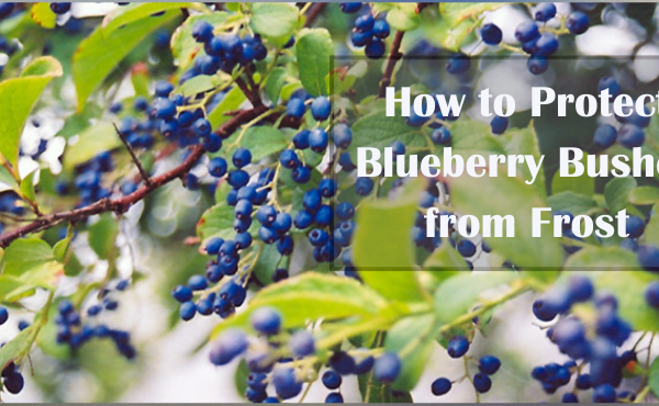 Protect Blueberry Bushes
