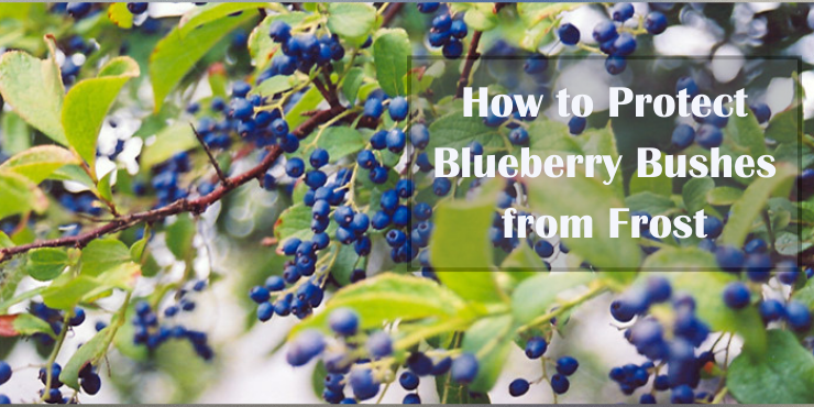 Protect Blueberry Bushes