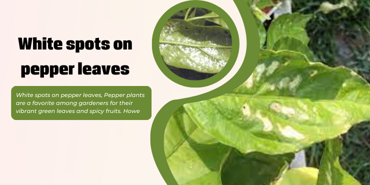 White spots on pepper leaves