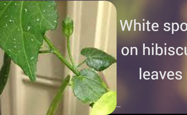 white spots on hibiscus leaves