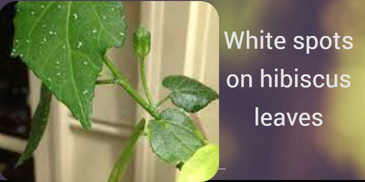 white spots on hibiscus leaves