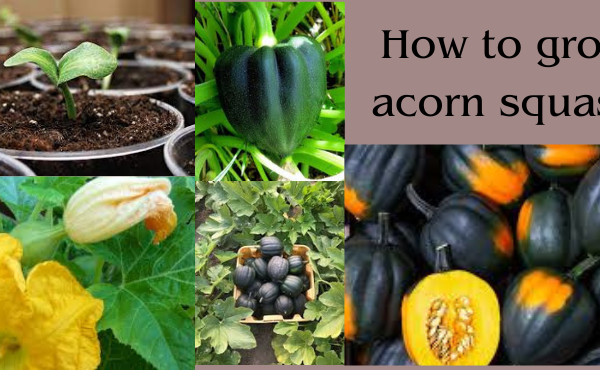 how to grow acorn squash