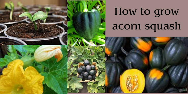 how to grow acorn squash