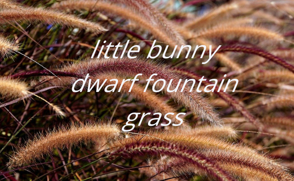 Little Bunny Dwarf Fountain Grass