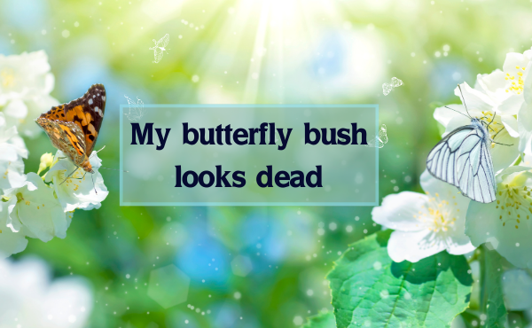 my butterfly bush looks dead