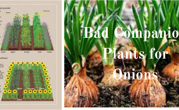 Bad Companion Plants for Onions