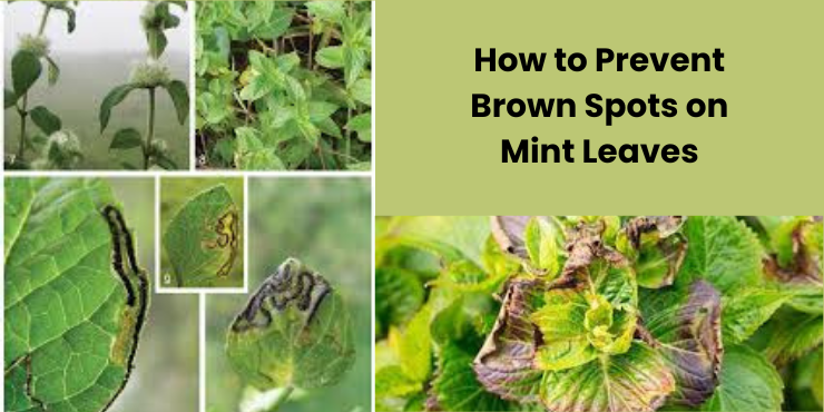 brown spots on mint leaves