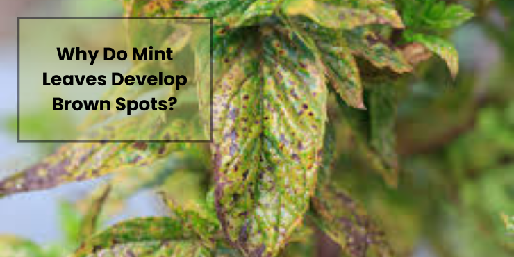 brown spots on mint leaves
