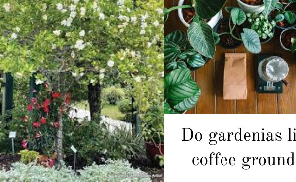 do gardenias like coffee grounds
