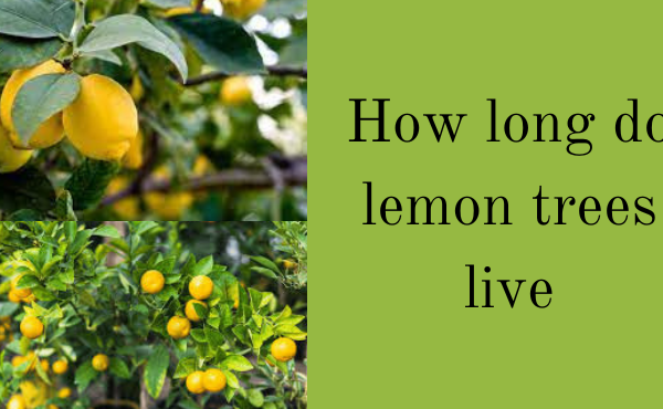How long do lemon trees live