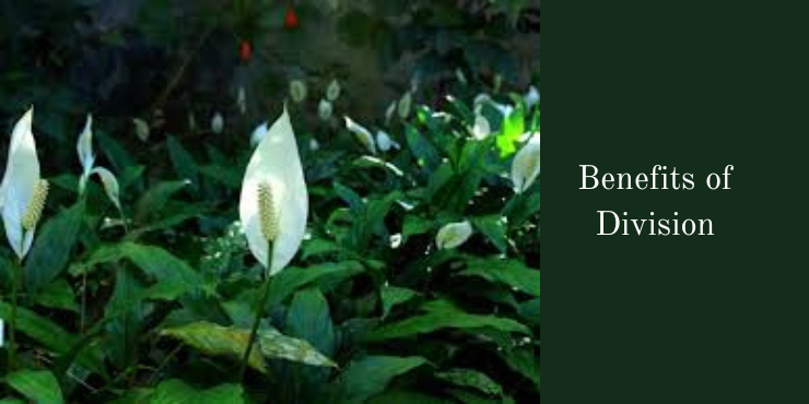 how to divide peace lily 