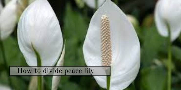 how to divide peace lily