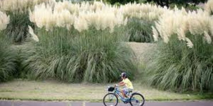 how to get rid of pampas grass (1)