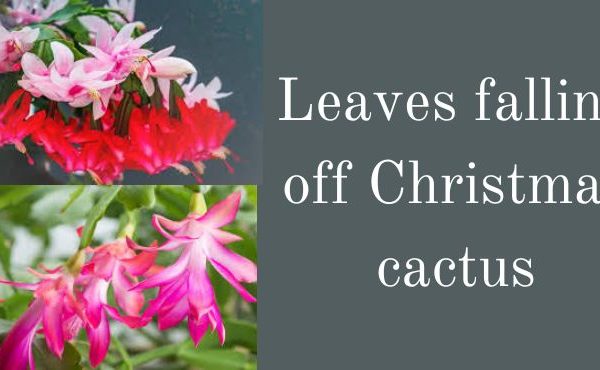 leaves falling off Christmas cactus