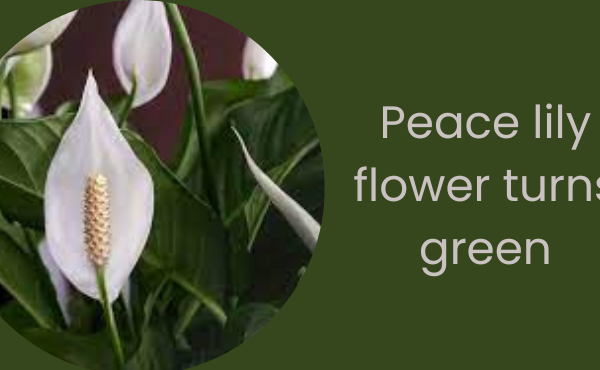 peace lily flower turns green