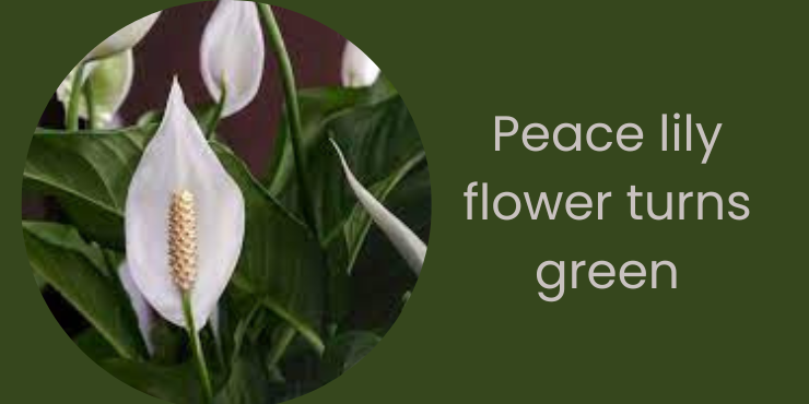 peace lily flower turns green