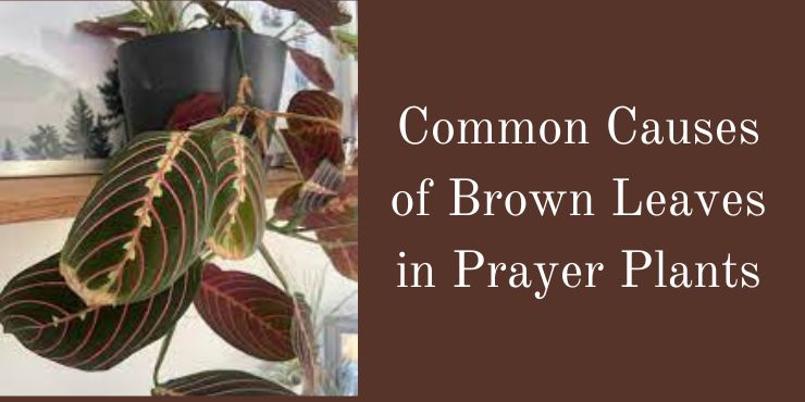 prayer plant leaves turning brown