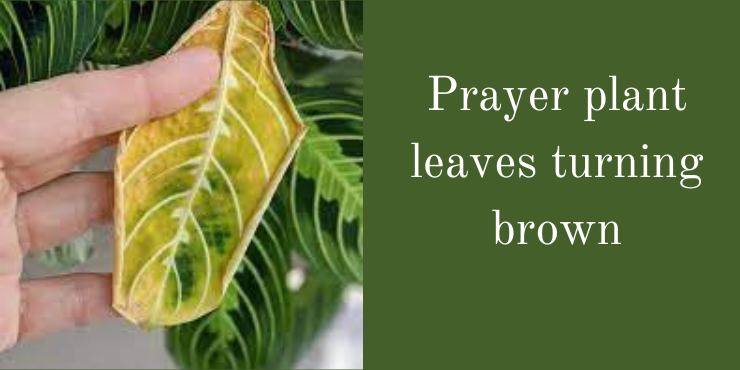 prayer plant leaves turning brown