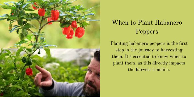 When to harvest habanero peppers