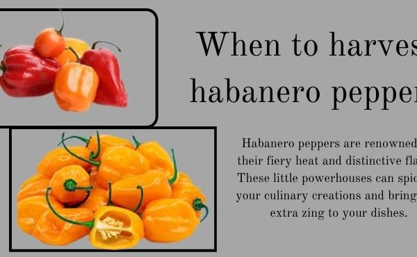 When to harvest habanero peppers