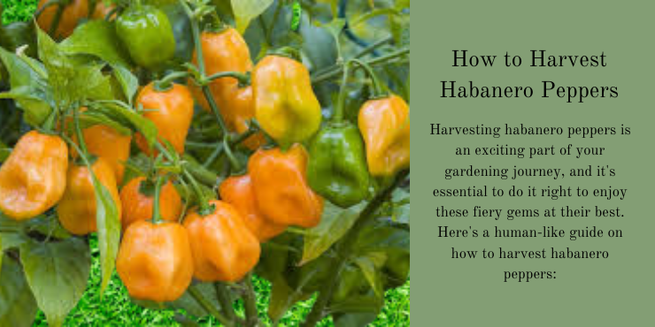 when to harvest habanero peppers