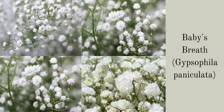 white flowers that grow in grass 