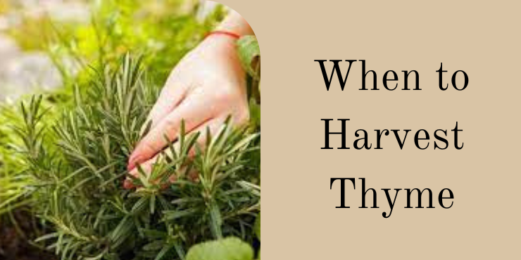  Mastering Sustainable Thyme Harvesting