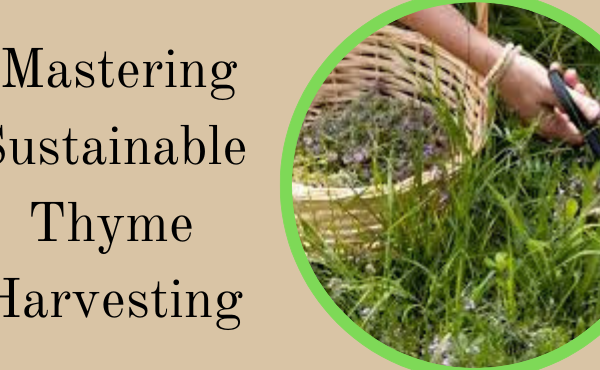 Mastering Sustainable Thyme Harvesting