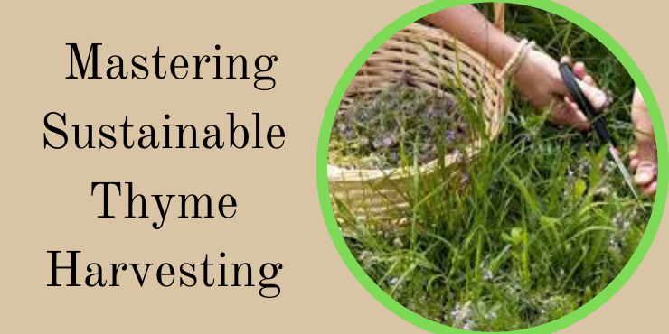 Mastering Sustainable Thyme Harvesting