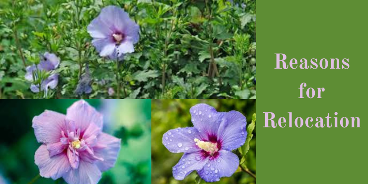 When to Relocate Rose of Sharon