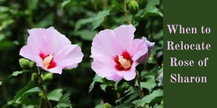 When to Relocate Rose of Sharon