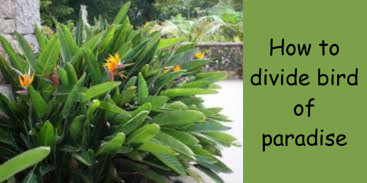 how to divide bird of paradise