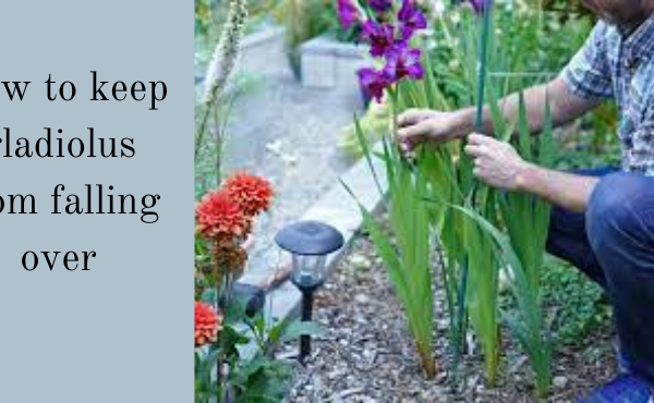 how to keep gladiolus from falling over
