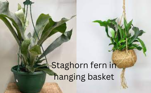 staghorn fern in hanging basket https://expertvibes.com/