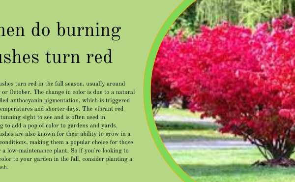 when do burning bushes turn red?