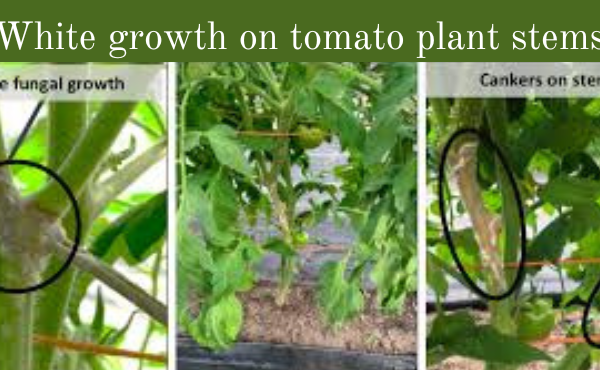white growth on tomato plant stems