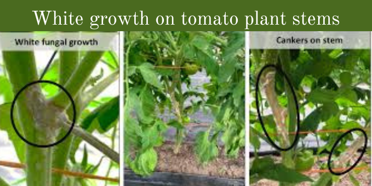 white growth on tomato plant stems