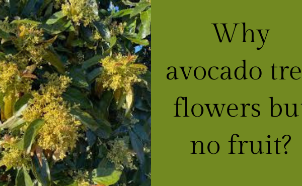 Why avocado tree flowers but no fruit?