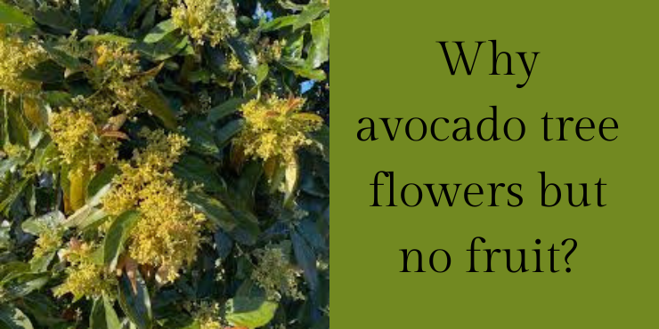 Why avocado tree flowers but no fruit?