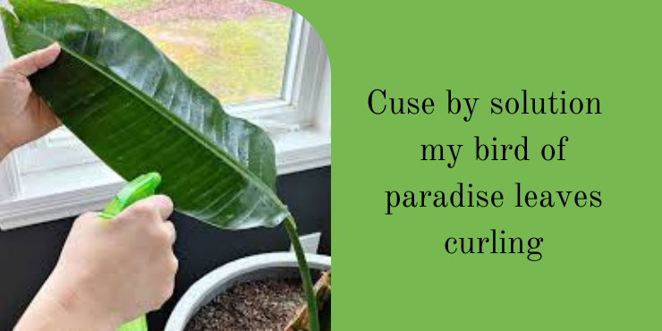 Cuse by solution my bird of paradise leaves curling