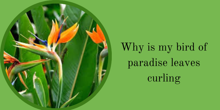 If you've noticed your Bird of Paradise leaves curling, it's essential to identify the underlying issue and implement the appropriate solutions to restore your plant's health. Here are some common problems and their corresponding solutions: Check Watering Practices: Issue: Overwatering or underwatering can lead to leaf curling. Solution: Ensure that you are following a consistent watering schedule. Allow the top inch of soil to dry out before watering, and make sure the plant is in well-draining soil. Adjust the frequency of watering based on the plant's specific needs and environmental conditions. Evaluate Humidity Levels: Issue: Low humidity can cause Bird of Paradise leaves to curl. Solution: Increase humidity around the plant by misting its leaves, placing a tray of water nearby, or using a humidifier. This is especially important during the winter months when indoor heating can reduce moisture levels. Assess Lighting Conditions: Issue: Inadequate or excessive light can result in leaf curling. Solution: Ensure your Bird of Paradise is placed in bright, indirect light. Avoid direct sunlight, as this can lead to leaf scorching. If the plant is not receiving enough light, consider moving it to a location with better illumination. Inspect for Pests: Issue: Insect infestations, such as spider mites or aphids, can stress the plant and cause curling leaves. Solution: Check the plant regularly for pests, paying close attention to the undersides of leaves. If pests are present, treat the plant with insecticidal soap or neem oil. Isolate the affected plant to prevent the infestation from spreading to other plants. Review Soil Quality: Issue: Poor soil quality or compacted soil can affect root health and lead to leaf problems. Solution: Ensure that the Bird of Paradise is planted in well-draining soil. Consider repotting if the soil is compacted or if the plant has outgrown its current container. Use a balanced, slow-release fertilizer during the growing season to provide essential nutrients. Monitor Temperature Fluctuations: Issue: Sudden temperature changes can stress the plant and result in leaf curling. Solution: Avoid placing the Bird of Paradise near drafts, air conditioning vents, or heaters. Maintain a consistent room temperature to create a stable environment for the plant. Be Patient: Note: In some cases, newly unfurling leaves may exhibit temporary curling as part of their natural growth process. Allow time for the leaves to mature and unfurl completely before becoming concerned. By addressing these potential issues and implementing these solutions, you can help your Bird of Paradise regain its vitality, promoting healthy leaf growth and maintaining the plant's overall well-being.