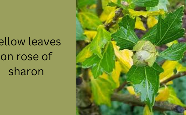 https://expertvibes.com/ yellow leaves on rose of sharon