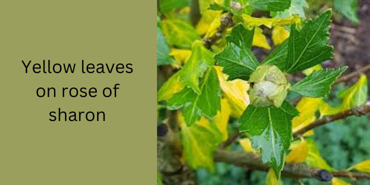 https://expertvibes.com/ yellow leaves on rose of sharon